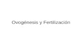 Ovogénesis y Fertilización. Entender los eventos de la Ovogénesis y como difieren de la Espermatogénesis en cuanto a gametos producidos y cuando ocurren.