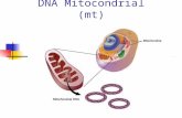 DNA Mitocondrial (mt). Características de las Mitocondrias  Promedio general de mitocondrias/célula: 500 a 1000  Los eritrocitos no tienen mitocondrias.