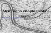 Membrana citoplasmática Membrana = pergamino, capa delgada que cubre o delimita algo.