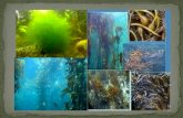 Distribución de algas Las algas son organismos eucarísticos que poseen clorofila,lo que les provee la capacidad de llevar a cabo fotosíntesis. Son los.