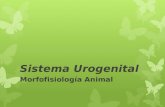 Sistema Urogenital Morfofisiología Animal. Función  La función principal del sistema urogenital es sacar del cuerpo los resultados del metabolismo.