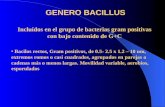 GENERO BACILLUS Incluídos en el grupo de bacterias gram positivas con bajo contenido de G+C Bacilos rectos, Gram positivos, de 0.5- 2.5 x 1.2 – 10 um,