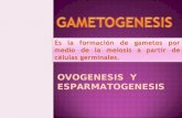 OVOGENESIS Y ESPARMATOGENESIS. La OVOGENESIS Es el proceso de formación de los óvulos o gametos femeninos Tras dos divisiones sucesivas, meiosis I y meiosis.
