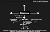 Glucosa Destinos de la glucosa Oxidación vía glucólisis 2 Piruvato Fermentación alcohólica Fermentación Láctica Respiración 2 Acetil-CoA Ciclo de Krebs.