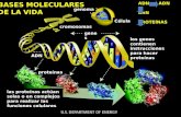 G enoma Célula cromosomas genes los genes contienen instrucciones para hacer proteínas ADN proteínas las proteínas actúan solas o en complejos para realizar.