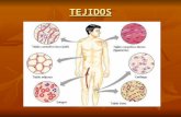 TEJIDOS. TEJIDO Son aquellos materiales constituidos por un conjunto organizado de células, con sus respectivos organoides iguales o de unos pocos tipos.