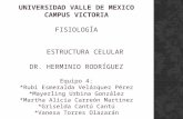 UNIVERSIDAD VALLE DE MEXICO CAMPUS VICTORIA FISIOLOGÍA ESTRUCTURA CELULAR DR. HERMINIO RODRÍGUEZ Equipo 4: *Rubi Esmeralda Velázquez Pérez *Mayerling Urbina.