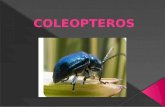 COLEOPTEROS. Los coleópteros son un orden de insectos masticadores, con dos pares de alas, el primero, llamado élitros, endurecido para proteger al segundo,