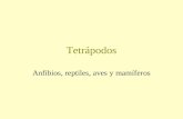 Tetrápodos Anfibios, reptiles, aves y mamíferos.