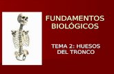 FUNDAMENTOS BIOLÓGICOS TEMA 2: HUESOS DEL TRONCO.