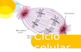 Ciclo celular.. Objetivos  Definir ciclo celular.  Describir la organización del material genético durante el ciclo celular.  Identificar las etapas.