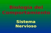 Biología del Comportamiento Sistema Nervioso. S.N. Central: –Pensamiento –Perceptual S.N. Periférico : –S.N. Somático: Sensorio-conductor –S.N. Autónomo.