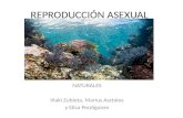 REPRODUCCIÓN ASEXUAL NATURALES Iñaki Zubieta, Marius Asztalos y Elisa Perdigones.