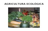 AGRICULTURA ECOLÓGICA. ¿Qué es la Agricultura Ecológica ? “ La agricultura ecológica es un sistema de producción agraria y ganadera que proporciona alimentos.