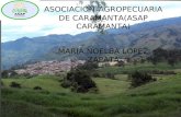 ASOCIACIÓN AGROPECUARIA DE CARAMANTA(ASAP CARAMANTA) MARIA NOELBA LOPEZ ZAPATA.