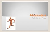 Músculos Profa: Sandra Vesga. Los Músculos y sus propiedades El cuerpo humano contiene cerca de 650 músculos esqueléticos de diferentes formas y tamaños.