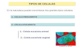 TIPOS DE CELULAS En la naturaleza pueden encontrarse dos grandes tipos celulares 1.- CELULA PROCARIOTA 2.- CELULA EUCARIOTA 1.- Celula eucariota animal.