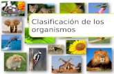 Clasificación de los organismos. Así nació…  Es la disciplina científica que estudia la diversidad de los seres vivos… La sistemática  Las clasificaciones.