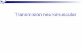 Eduardo Labbé Dinamarca ® Kinesiología 1. 2 Transmisión Neuromuscular La transmisión de los impulsos desde las terminaciones de las fibras nerviosas a.