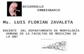 DESARROLLO EMBRIONARIO Ms. LUIS FLORIAN ZAVALETA DOCENTE DEL DEPARTAMENTO DE MORFOLOGÌA HUMANA DE LA FACULTAD DE MEDICINA DE LA UNT.