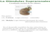 La Glándulas Suprarenales Dos partes: (A) Corteza (capa externa) - esteroides (B) Medula (capa interna) hormonas de estrés adrenalina/catecolaminas Localizado.