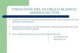 FISIOLOGÌA DEL GLOBULO BLANCO: GRANULOCITOS CONSTITUYEN EL MAYOR PORCENTAJE DE LOS LEUCOCITOS EN SANGRE PERIFÉRICA EJERCEN FUNCIÓN DE DEFENSA DEL ORGANISMO.