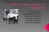 Valparaíso es conocido por su alto número de perros vagos.  En su gran parte de Valparaíso, muchos perros no tienen dueño, por lo cual viven en las.
