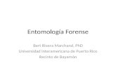 Entomología Forense Bert Rivera Marchand, PhD Universidad Interamericana de Puerto Rico Recinto de Bayamón.