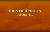 IDENTIFICACION ANIMAL. ¿ PORQUE LA IDENTIFICACION ANIMAL? MEJORAR LOS CONTROLES DE REPRODUCCION Y RENDIMIENTO MEJORAR LOS CONTROLES DE REPRODUCCION Y.