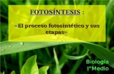 FOTOSÍNTESIS : «El proceso fotosintético y sus etapas» Biología I°Medio.
