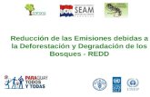 Reducción de las Emisiones debidas a la Deforestación y Degradación de los Bosques - REDD.