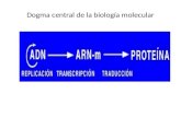 Dogma central de la biología molecular. Replicación del ADN.