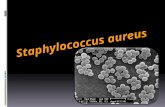 0.5 a 1.5 µm de diámetro  Racimos cortos e irregulares  S. aureus es una bacteria esférica (coco), que en el examen microscópico aparece en pares,