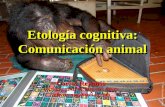 Etología cognitiva: Comunicación animal Carlos Reynoso Carlos Reynoso UNIVERSIDAD DE BUENOS AIRES billyreyno@hotmail.com © 2006 The Great Ape Trust.