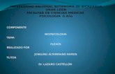 COMPONENTE BIOPSICOLOGIA TEMA PLEXOS REALIZADO POR JOSELING ALTAMIRANO RAMOS TUTOR Dr. LAZARO CASTELLÓN.