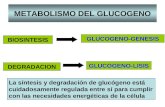 METABOLISMO DEL GLUCOGENO BIOSINTESIS DEGRADACION GLUCOGENO-LISIS GLUCOGENO-GENESIS La síntesis y degradación de glucógeno está cuidadosamente regulada.