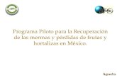 Agosto 2013 Programa Piloto para la Recuperación de las mermas y pérdidas de frutas y hortalizas en México.