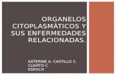 ORGANELOS CITOPLASMÁTICOS Y SUS ENFERMEDADES RELACIONADAS. KATERINE A. CASTILLO C. CUARTO C ESPOCH.