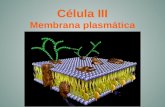 Célula III Membrana plasmática. Estructura de la membrana plasmática.