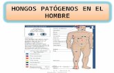 HONGOS PATÓGENOS EN EL HOMBRE Blgo. Héctor E. Garay Montañez Q.F. Jéssica N. Bardales Valdivia.