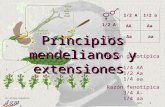 1 Dr. Antonio Barbadilla Tema 3: Principios mendelianos y extensiones 1 AAAa aa 1/2 A1/2 a 1/2 A 1/2 a Razón fenotípica 3/4 A- 1/4 aa Razón genotípica.