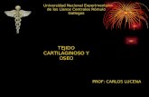Universidad Nacional Experimental de los Llanos Centrales Rómulo Gallegos TEJIDO CARTILAGINOSO Y OSEO PROF: CARLOS LUCENA.