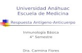 Universidad Anáhuac Escuela de Medicina Respuesta Antígeno-Anticuerpo Inmunología Básica 4° Semestre Dra. Carmina Flores Domínguez.