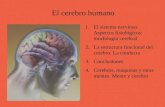 El cerebro humano 1.El sistema nervioso. Aspectos fisiológicos: morfología cerebral 2.La estructura funcional del cerebro. La conducta 3.Conclusiones 4.Cerebros,