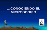 …CONOCIENDO EL MICROSCOPIO. Historia del MicroscopioHistoria del Microscopio 1590.Primer microscopio compuesto fue construido por los holandeses H. Jansen.