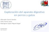 Exploración del aparato digestivo en perros y gatos Afanador García Sandra Ortíz Torres Jesús Rodríguez López Miguel Angel Propedéutica 5to; Grupo 1.