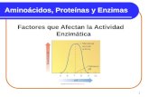 1 Aminoácidos, Proteínas y Enzimas Factores que Afectan la Actividad Enzimática.