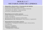 BOLILLA 7 METABOLISMO DE LIPIDOS Digestión, Absorción y Transporte de lípidos - Acción de lipasas y sales biliares - Resíntesis de triglicéridos en célula.