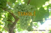 DIEGO MEDRANO SANTIBÁÑEZ SVN2. El Txakolí, también llamado chacolí, txakolina o txakolin es un vino blanco joven caracterizado por su sabor afrutado y.