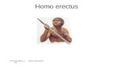 Homo erectus Toni Davia Blanco y Adrián Forés García 4ºB.
